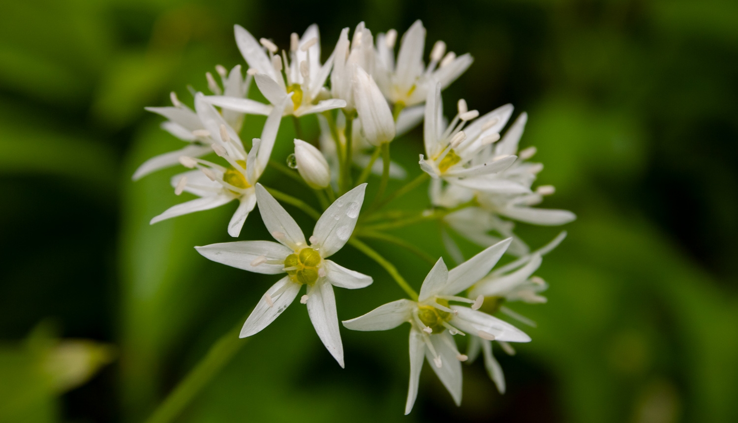 Laksis (Allium ursinum). Zieds.