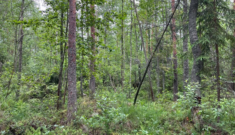 Dabas liegums ZILPUES MEŽI. Foto Maija Krūmiņa