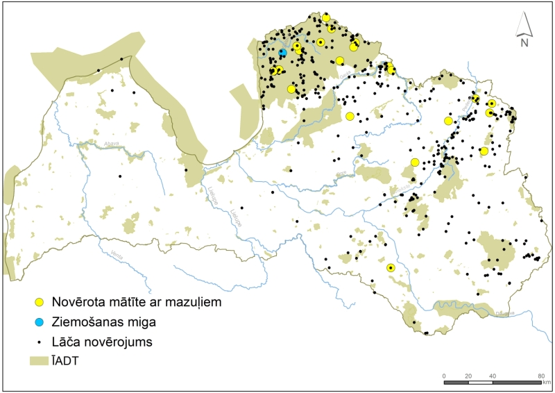 Lāču vai to klātbūtnes pazīmju novērojumi 2025. gadā. Karte: G. Done, LVMI “Silava”