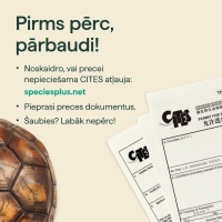 Bruņurupuča bruņas. Teksts - Pirms pērc, pārbaudi! Noskaidro, vai precei nepieciešama CITES atļauja: speciesplus.net