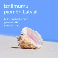 Teksts - Izņēmumu piemēri Latvijā. Milzu spārngliemeža gliemežvāki. Līdz trim gab. Milzu spārngliemeža gliemežvāka attēls 