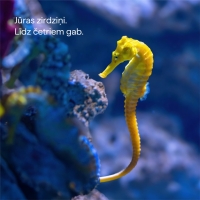 Teksts - Jūras zirdziņi. Līdz četriem gab. Attēls - Dzeltens jūras zirdziņš un tumši zila jūras ūdens fona.