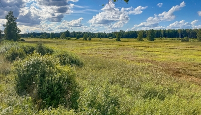 Saulaina vasaras pēcpusdiena. Plaša pļava. Tālumā meža josla. Zilas debesis, balti mākoņi.