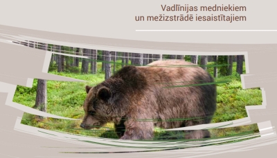 Brūnais lācis mežā