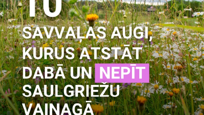 10 savvaļas augi, kurus nepīt vainagā