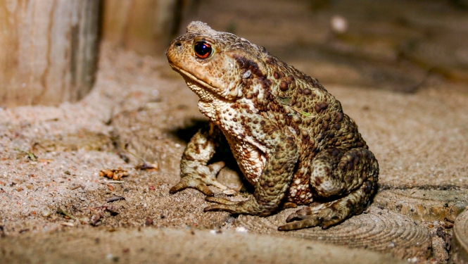 Parastais krupis