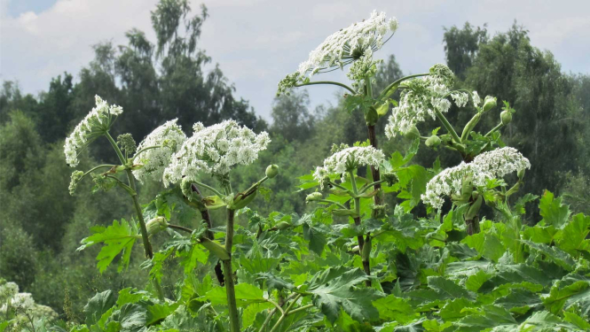 Sosnovska latvānis