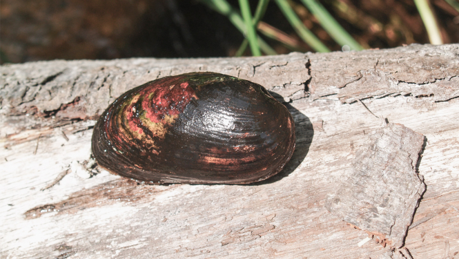 Biezā perlamutrene