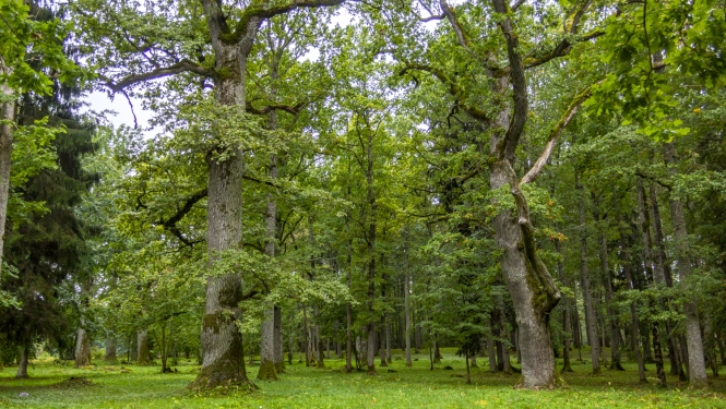 Dundagas parks. Lieli, veci ozoli.