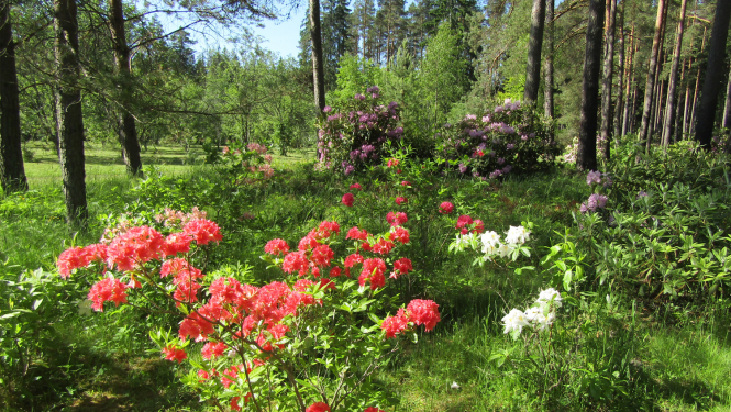 Kalsnavas dendrārijs. Rododendri. Foto: Sintija Balode. DAP