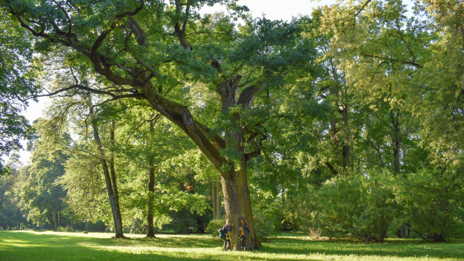 Dendroparks