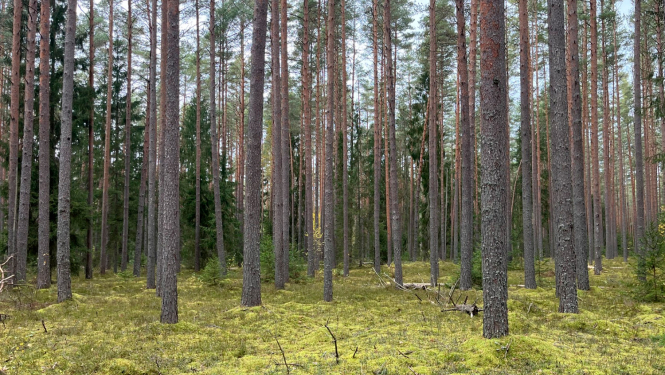 Dabas liegums JŪGUPES MEŽI. Foto Sintija Balode
