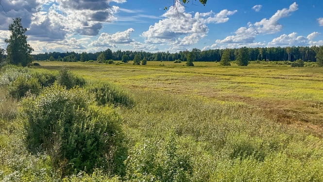 Saulaina vasaras pēcpusdiena. Plaša pļava. Tālumā meža josla. Zilas debesis, balti mākoņi.