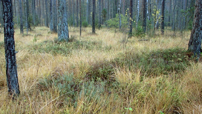 Sakas grīņi