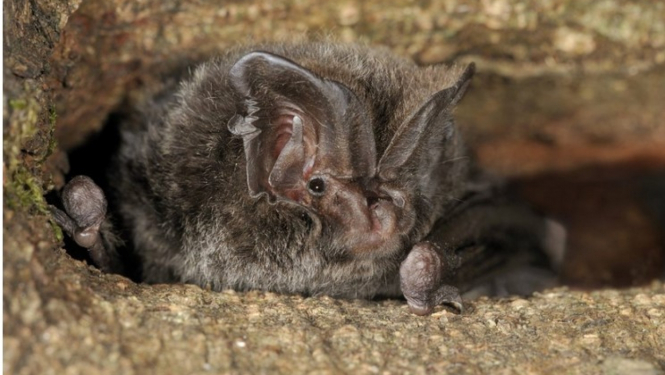 Eiropas platausis