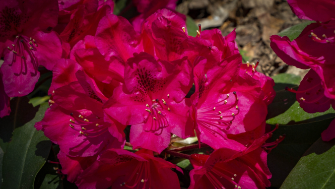 rododendrs