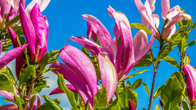 Magnolija