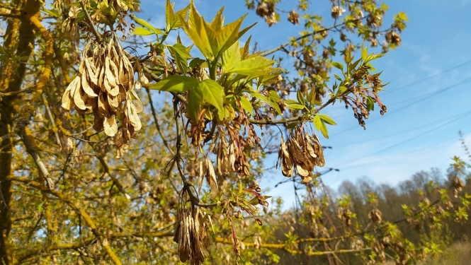 Invazīva suga - ošlapu kļava. Foto: Irēna Pučkina