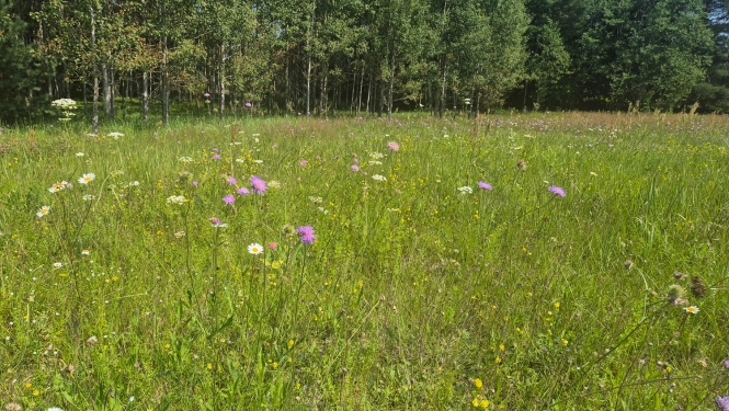 Pļava jūlijā