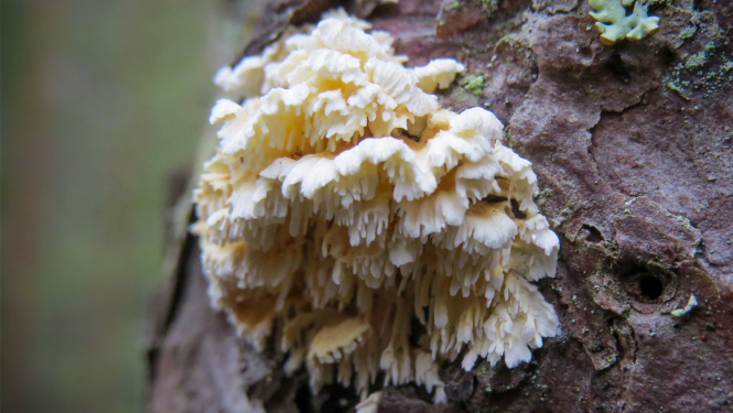 Sēne Irpicodon pendulus