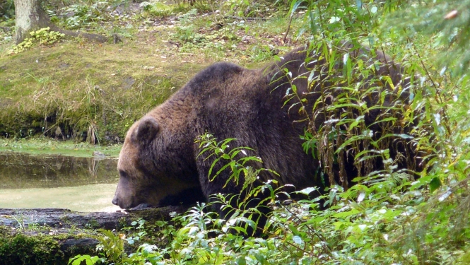Brūnais lācis pie grāvja.