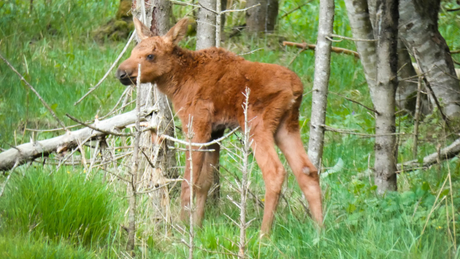 Aļņa mazulis Līgatnes dabas takās
