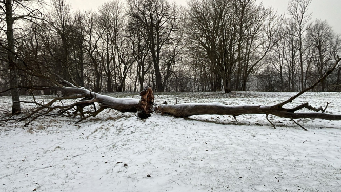 Sniegotā laucītē divi lieli vēja izgāzti koki.