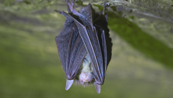 Sikspārnis