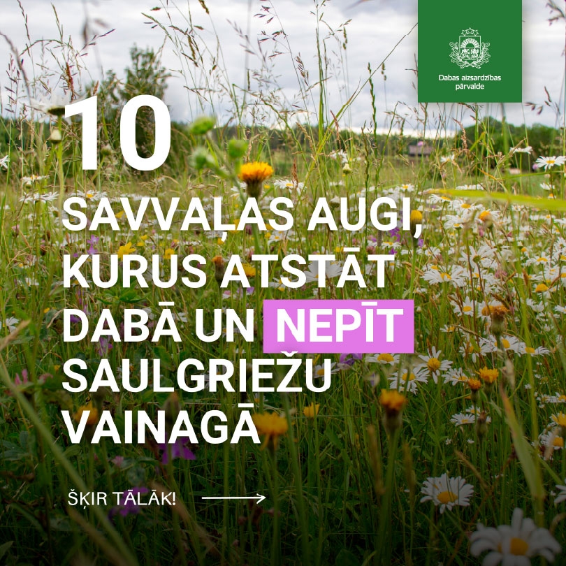 10 savvaļas augi, kurus nepīt vainagā