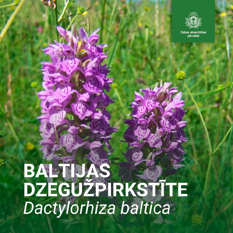 Baltijas dzegušpirkstīte