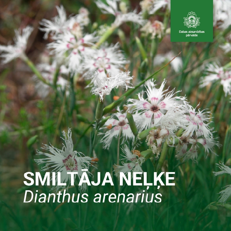 Smiltāja neļķe