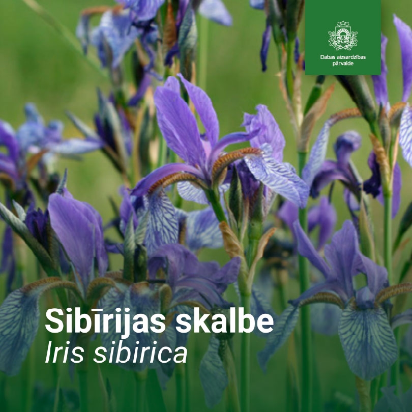 Sibīrijas skalbe