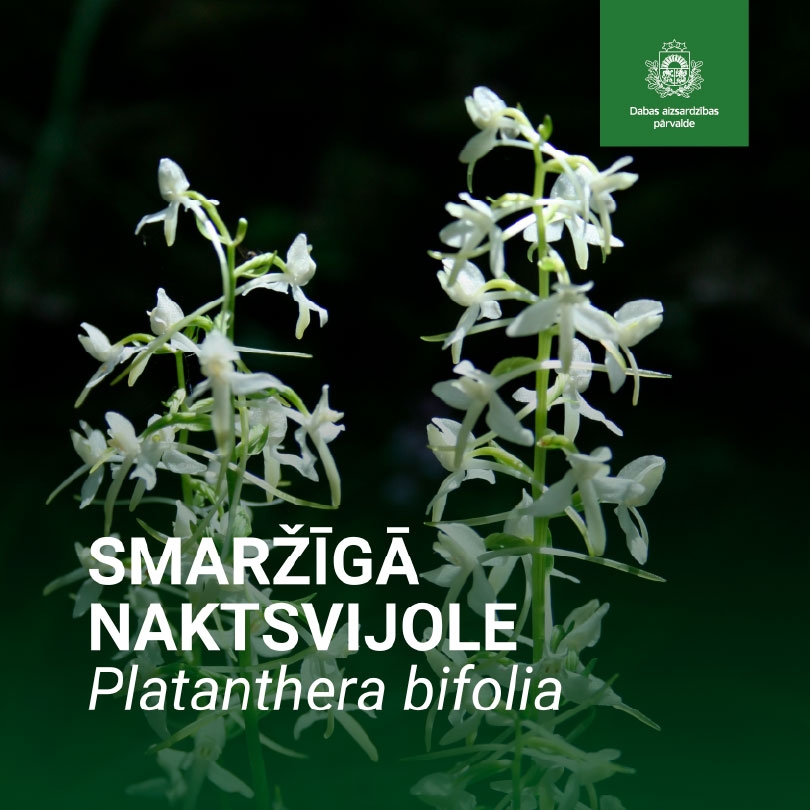 Smaržīgā naktsvijole