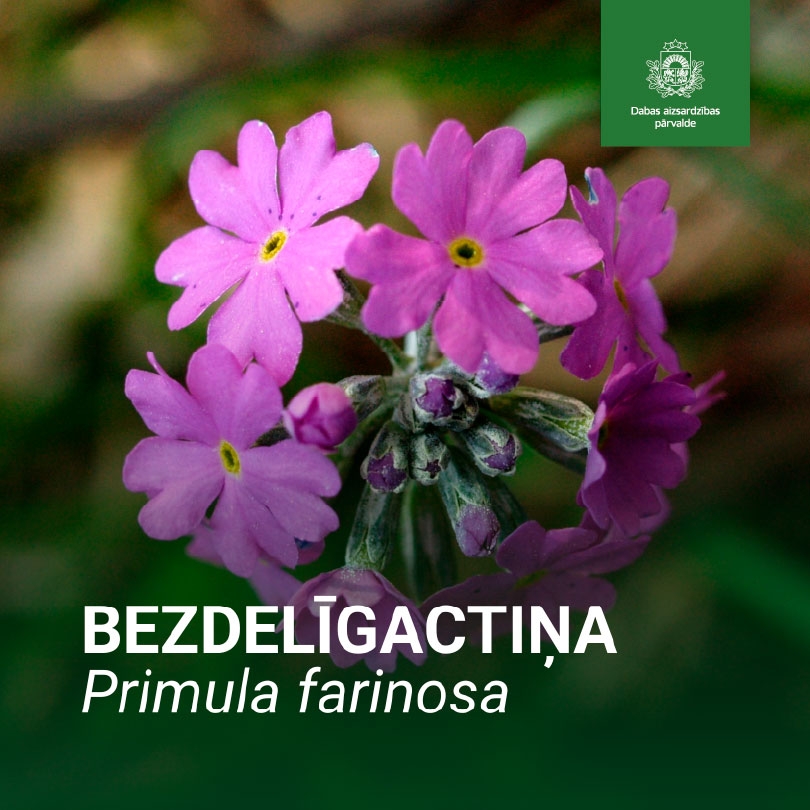 Bezdelīgactiņa