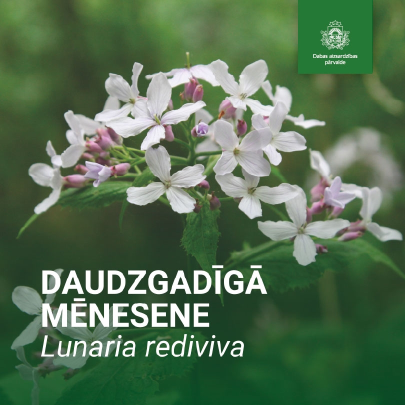 Daudzgadīgā mēnesene
