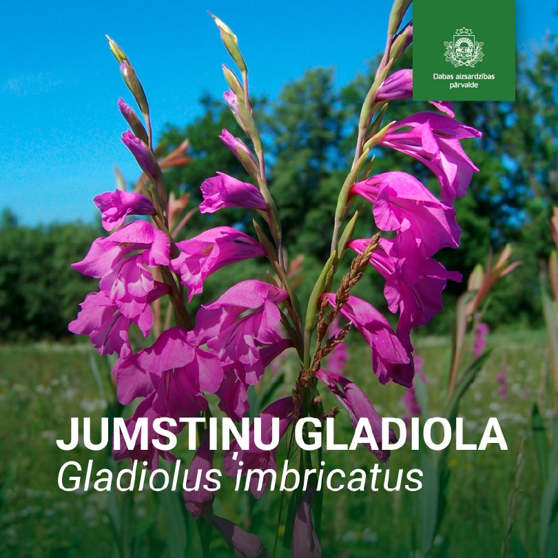 Jumstiņu gladiola