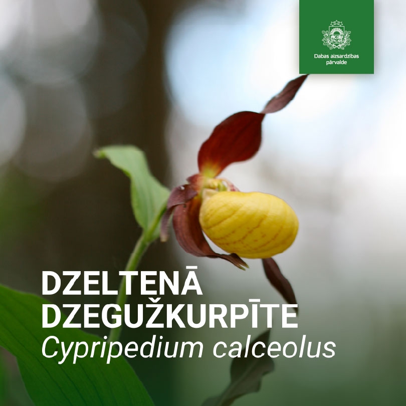 Dzeltenā dzegužkurpīte