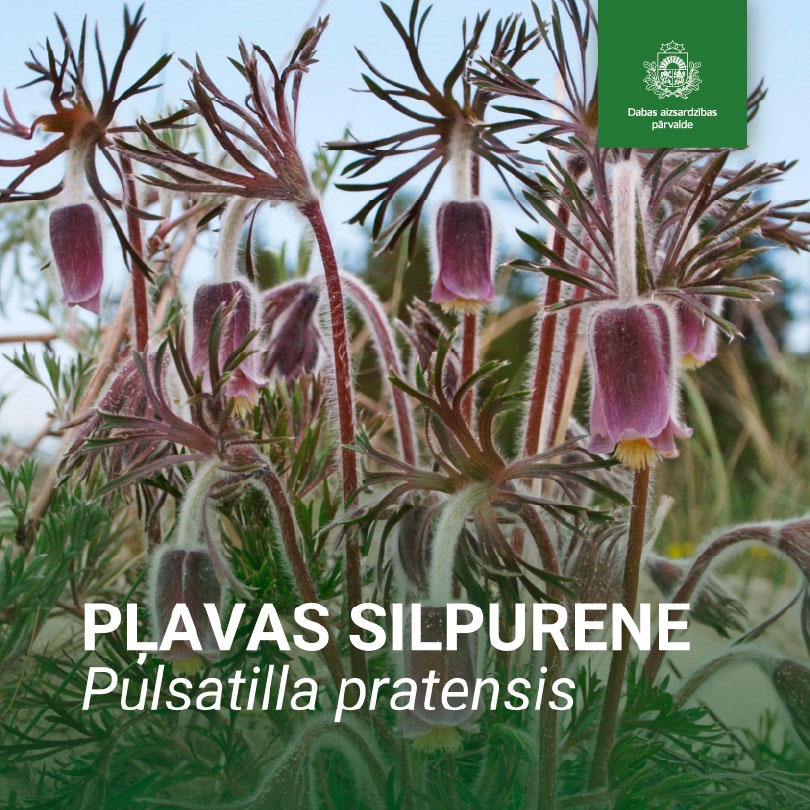 Pļavas silpurene