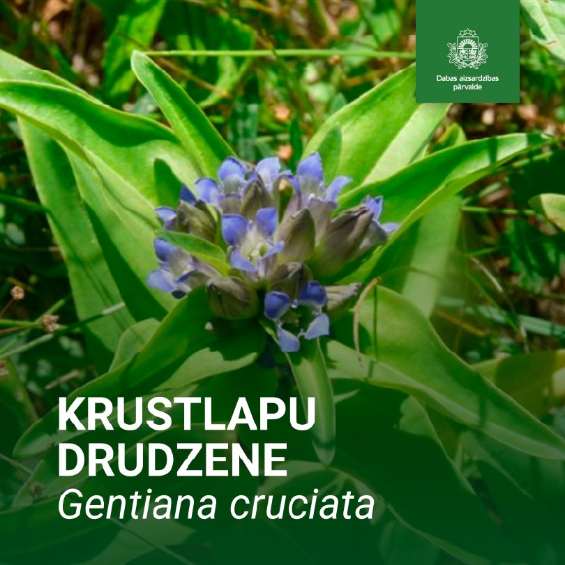 Krustlapu drudzene