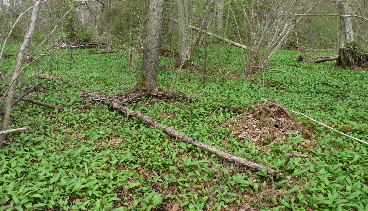 Laksis (Allium ursinum)