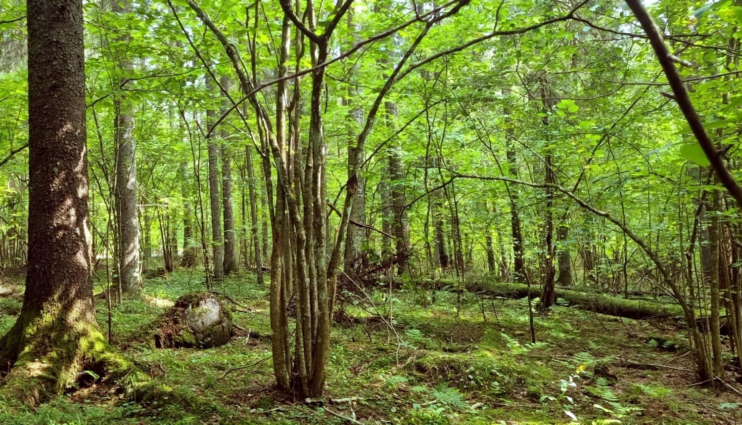 Spinduļu meži
