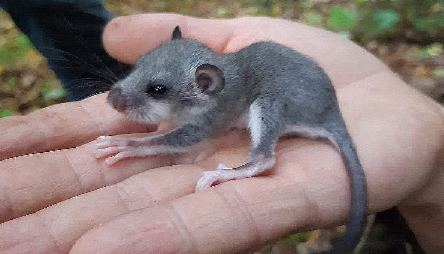 Lielā susura (Glis glis) mazulis