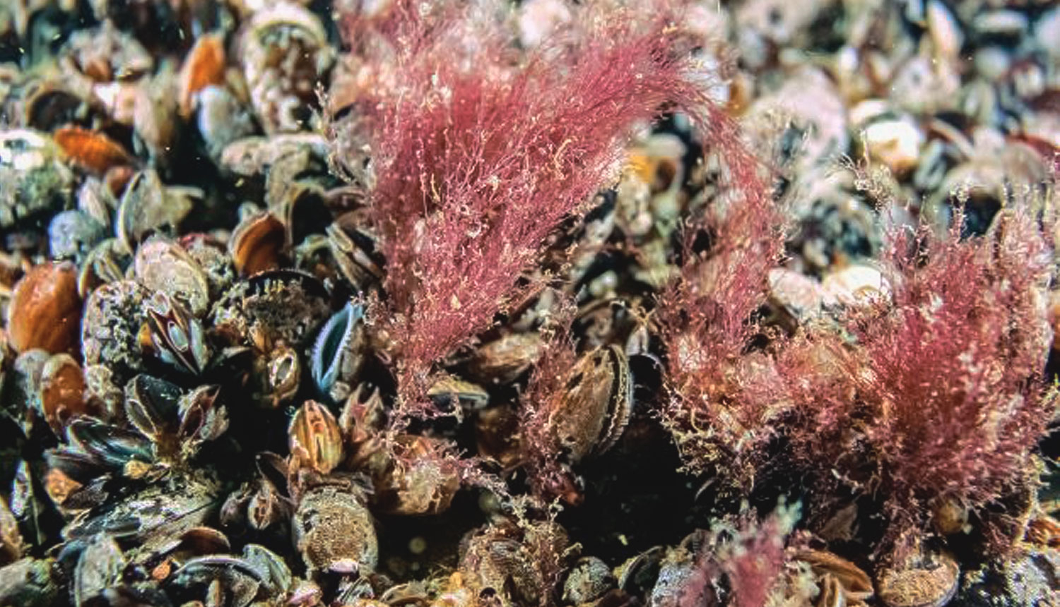 Baltijas jūra