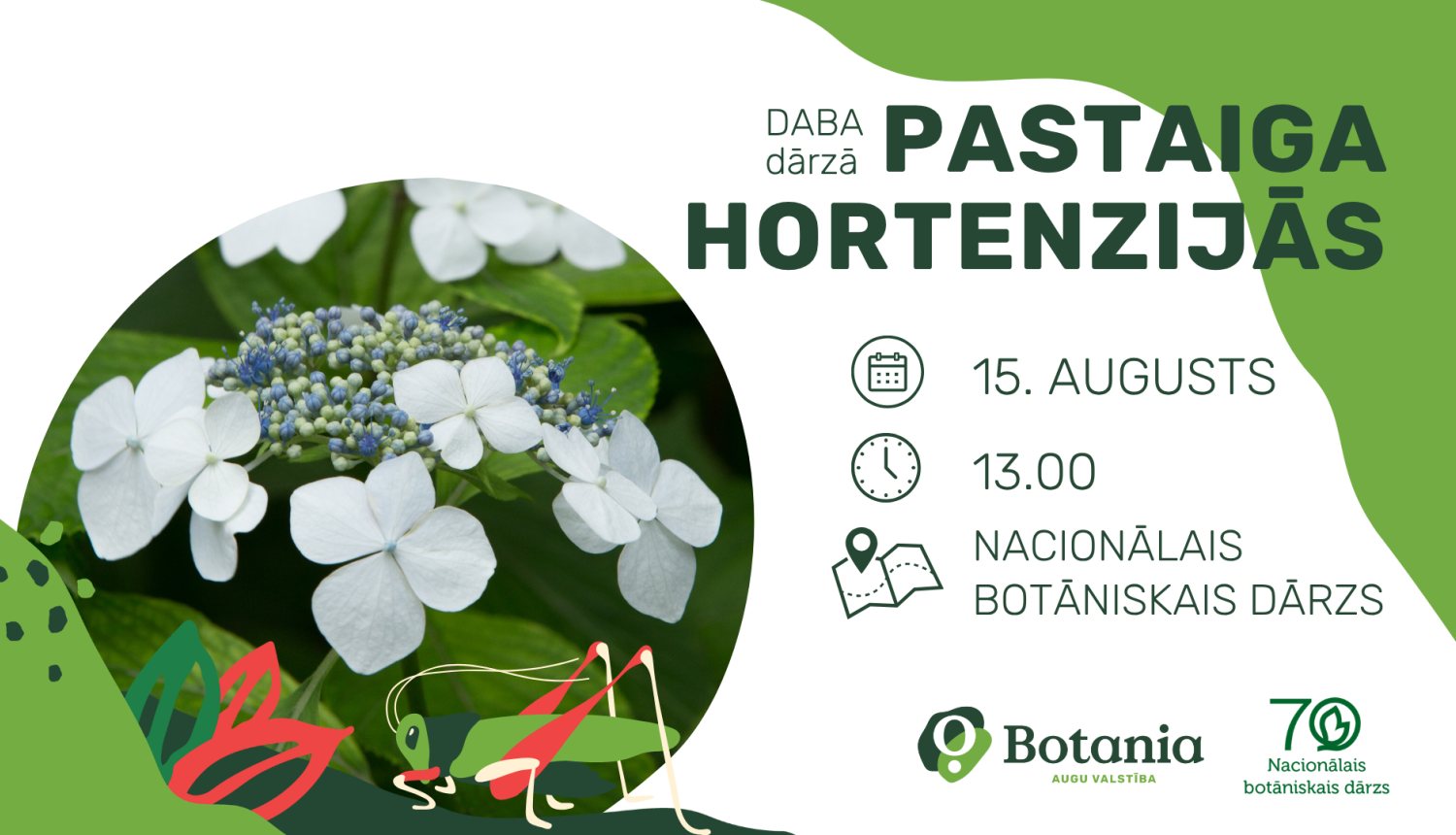 Attēls ar baltu hortenzijas ziedu. Teksts. DABA dārzā. PASTAIGA HORTENZIJĀS. 15. augusts. 13.00. NACIONĀLAIS BOTĀNISKAIS DĀRZS