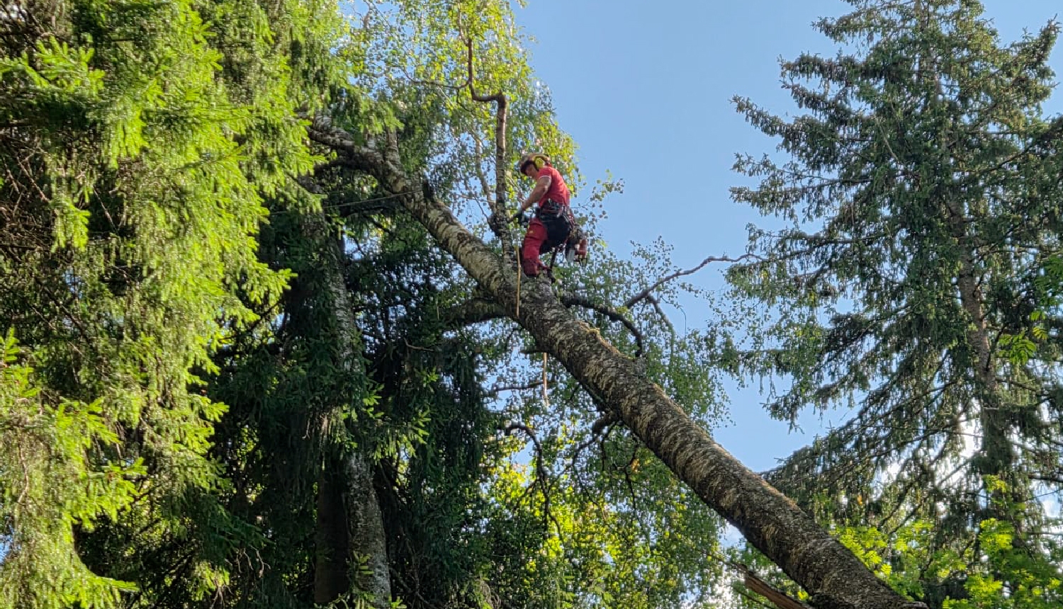 Arborists uzkāpis augstu pusnogāztā kokā