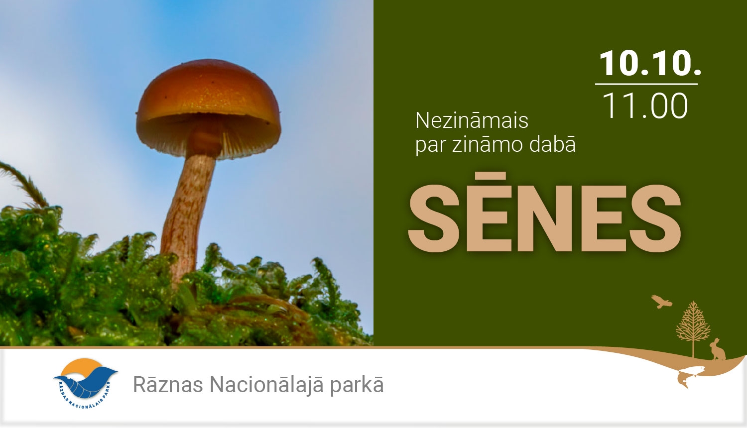Sēņu diena Rāznas Nacionālajā parkā
