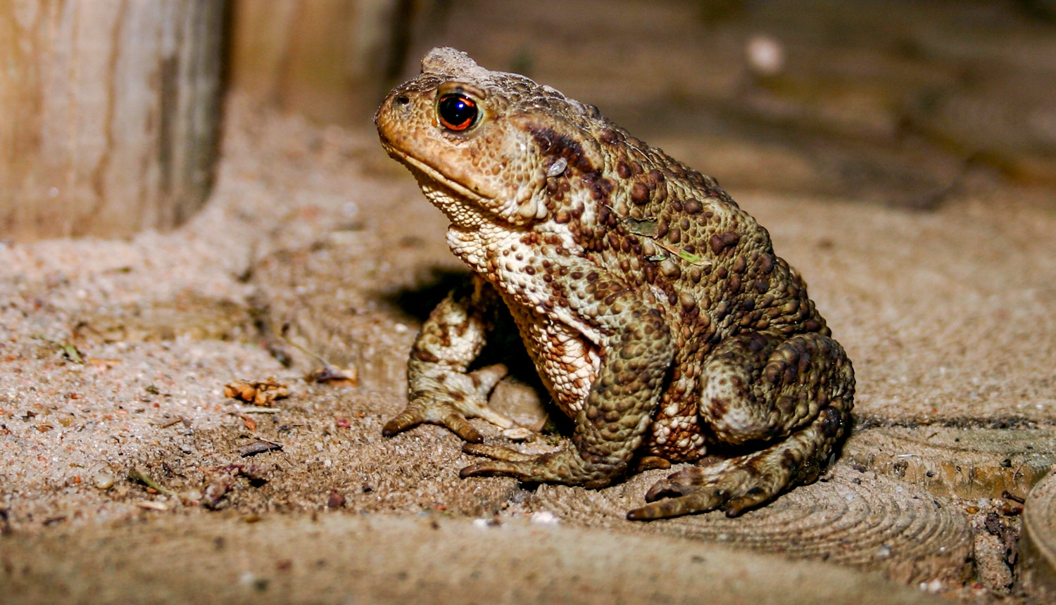 Parastais krupis