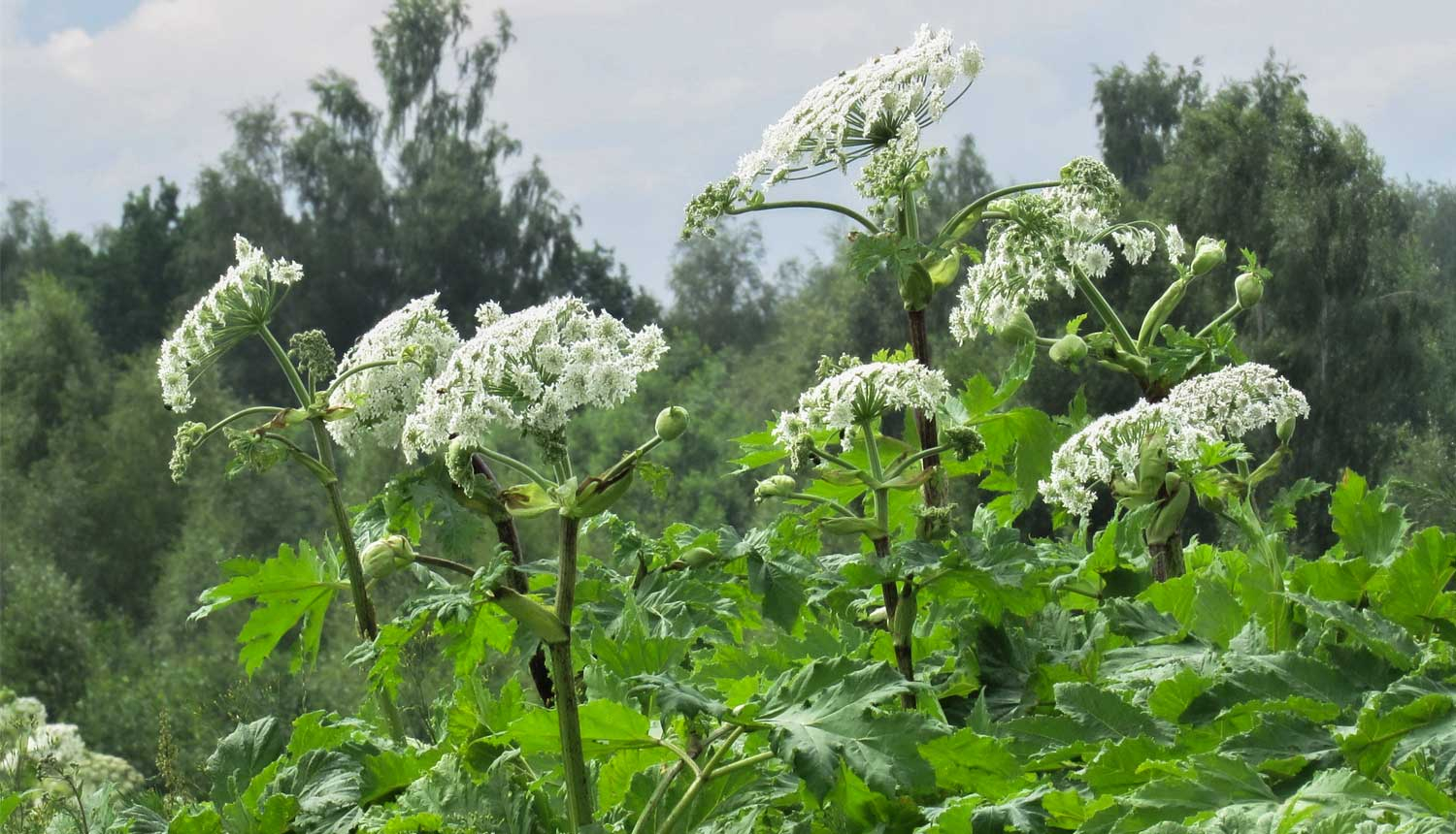 Sosnovska latvānis