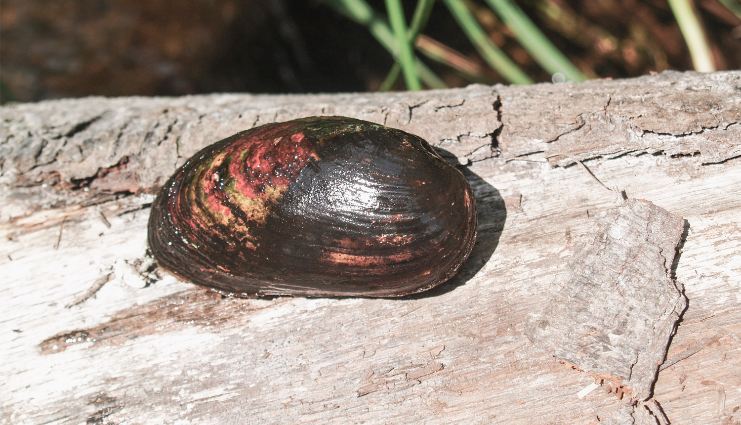 Biezā perlamutrene