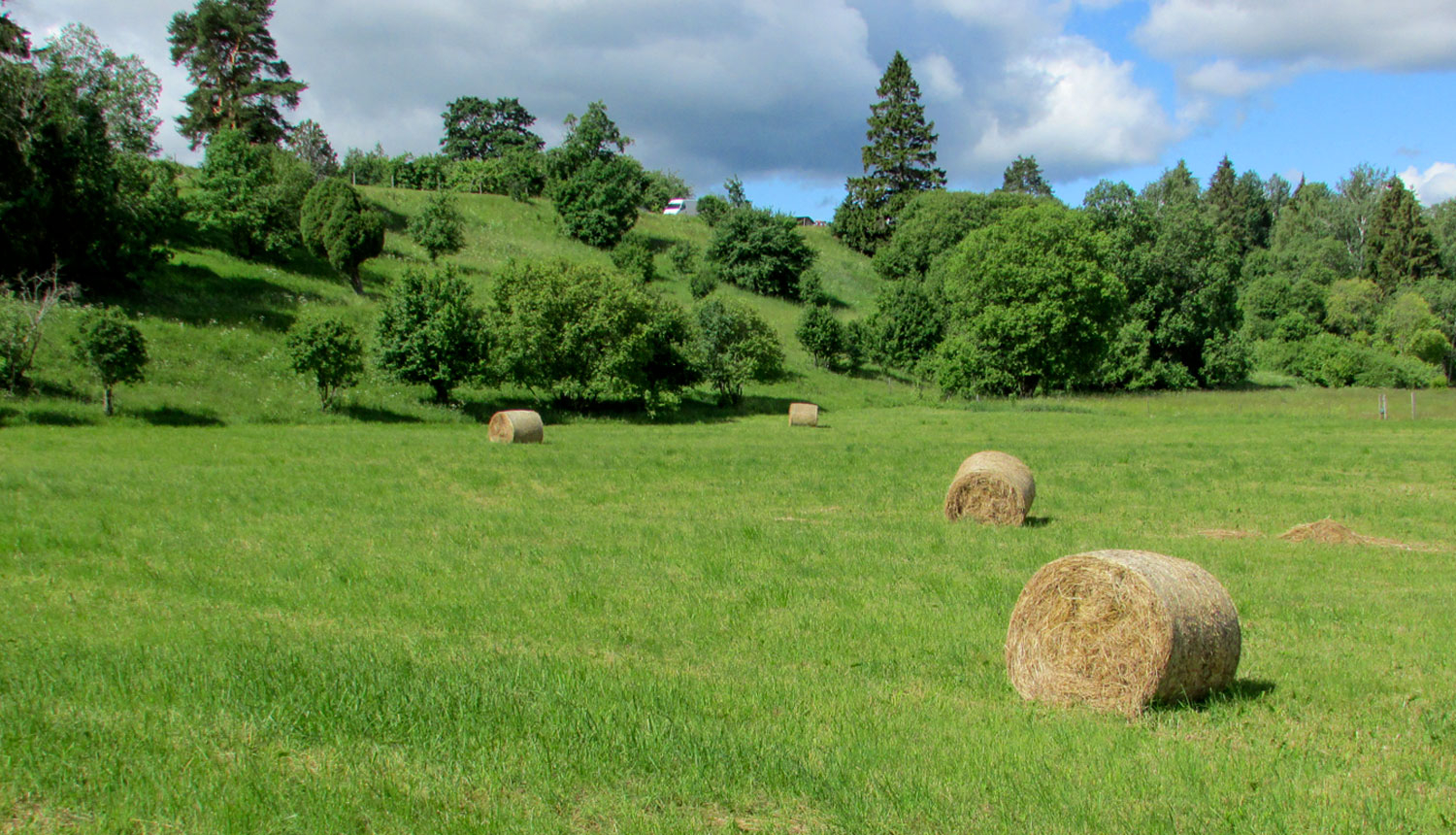 Siena pļava